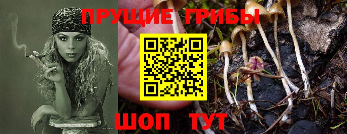 купить   Галлюциногенные грибы GOLDEN TEACHER  Тихорецк  Вход с VPN  Галлюциногенные грибы MAGIC MUSHROOMS 